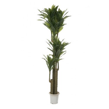 Yucca dans son pot (Réf 3217)