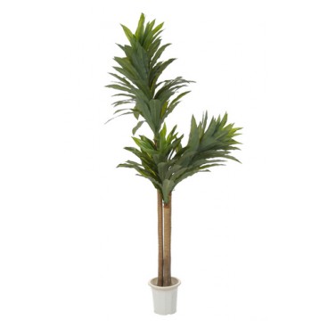 Yucca dans son pot 215 cm (Réf 3218)