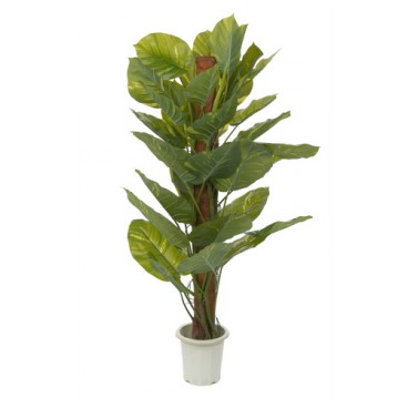 Money plante dans pot 160 cm (Réf 3219)