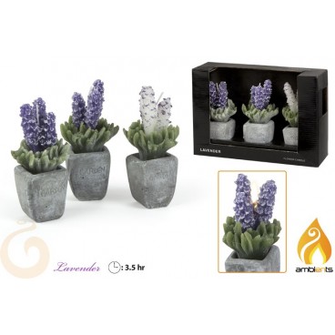SET 3 BOUGIES LAVANDE ( 6 PIECES)